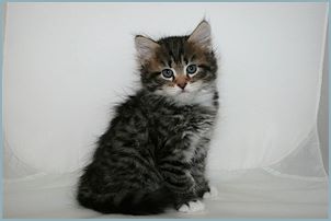 Male Siberian Kitten from Deedlebug Siberians